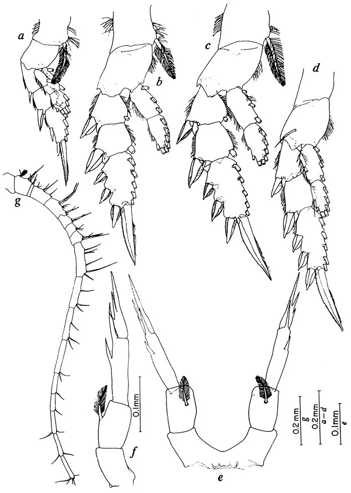 Espce Calanopia asymmetrica - Planche 2 de figures morphologiques