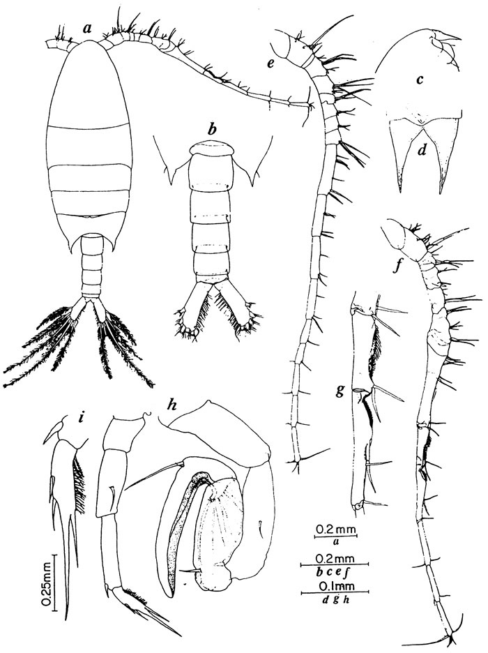 Espce Calanopia asymmetrica - Planche 3 de figures morphologiques
