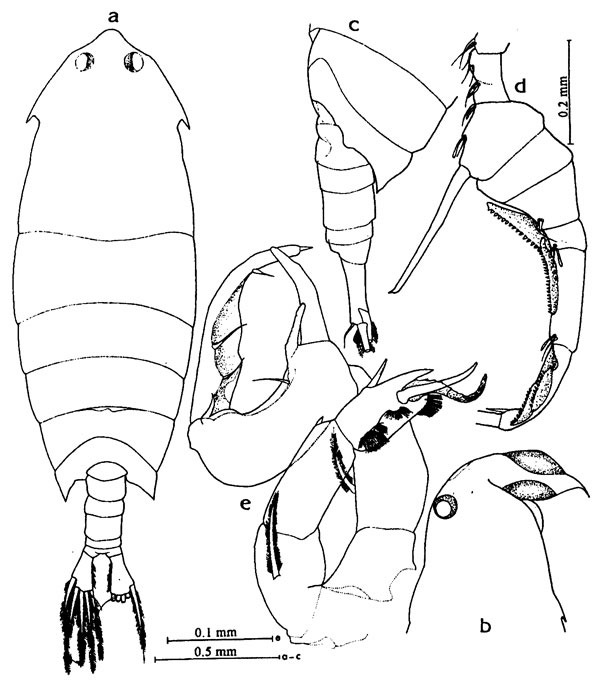 Espèce Pontella kleini - Planche 3 de figures morphologiques