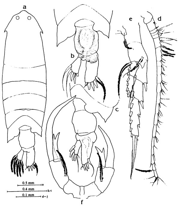 Species Pontella bonei - Plate 1 of morphological figures