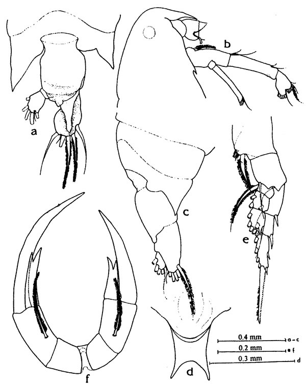 Species Pontella vervoorti - Plate 1 of morphological figures