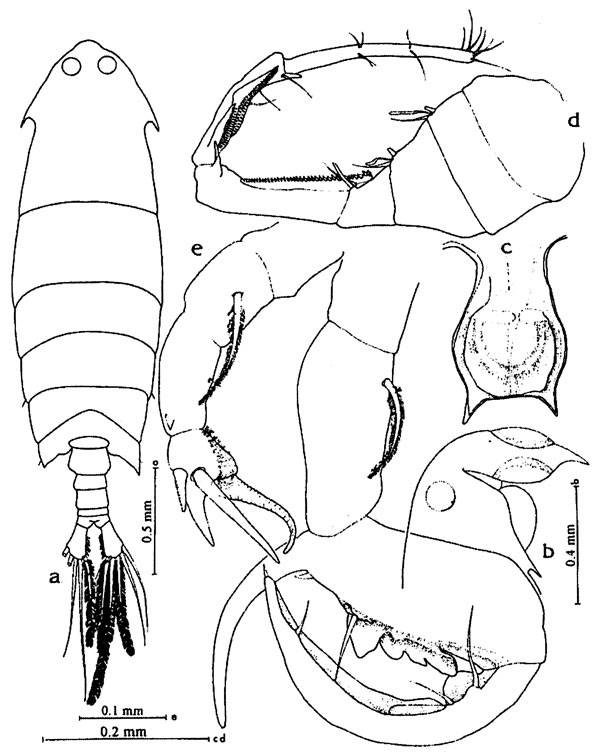 Species Pontella vervoorti - Plate 2 of morphological figures