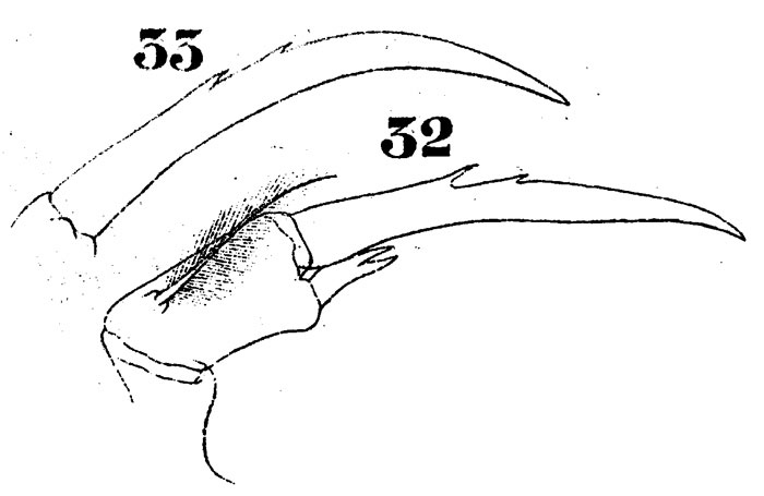 Espce Pontella danae - Planche 4 de figures morphologiques