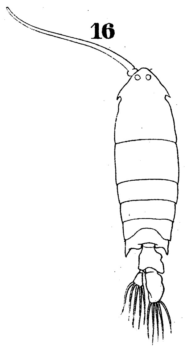 Species Pontella danae - Plate 2 of morphological figures