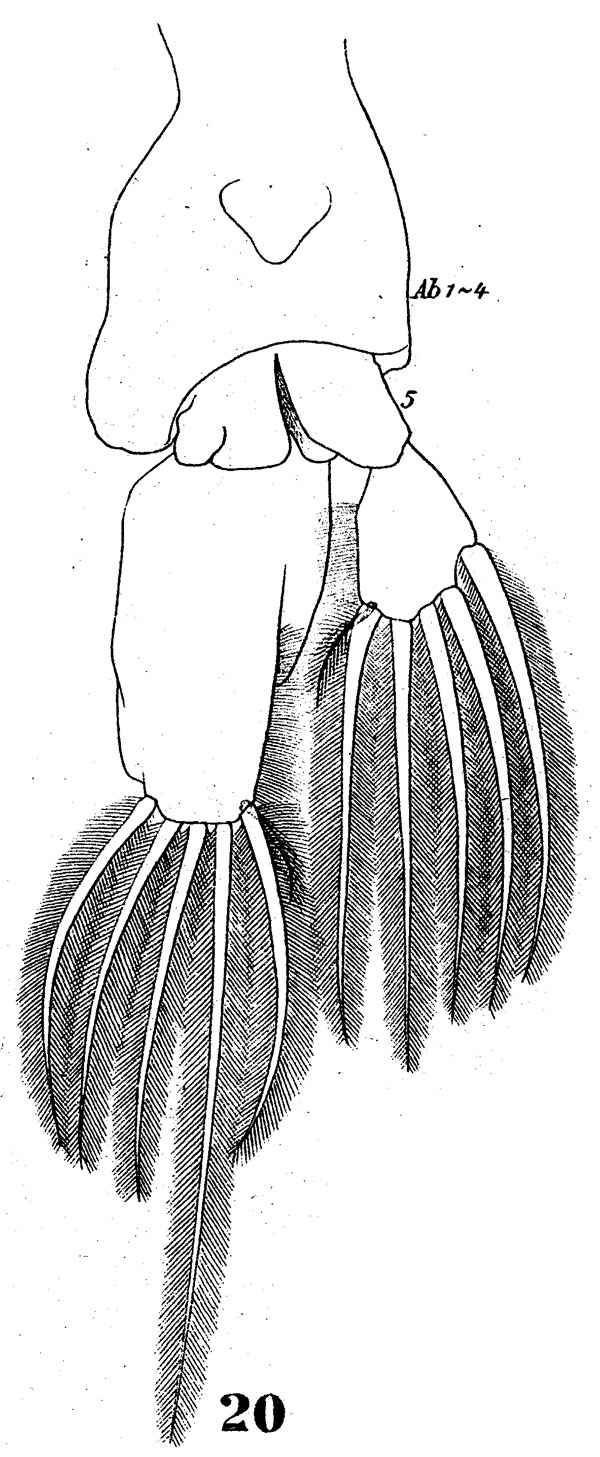 Species Pontella danae - Plate 3 of morphological figures