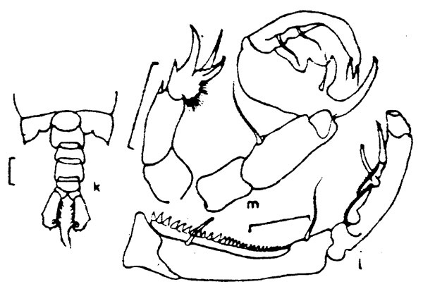 Species Pontella investigatoris - Plate 3 of morphological figures
