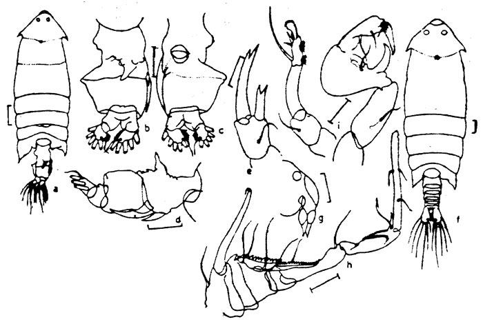 Species Pontella princeps - Plate 2 of morphological figures