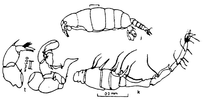 Espce Ivellopsis denticauda - Planche 2 de figures morphologiques
