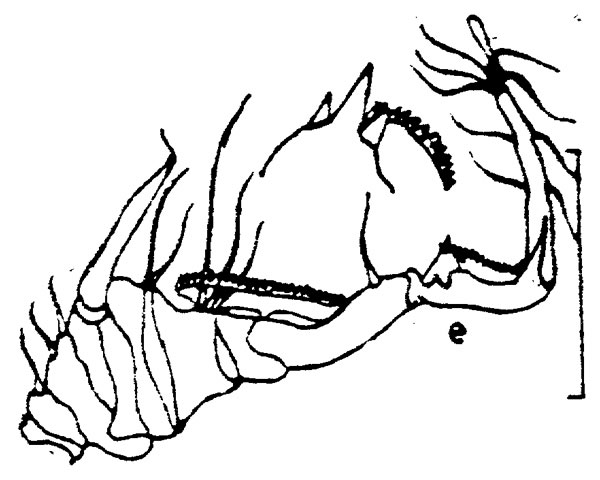 Species Pontella securifer - Plate 3 of morphological figures