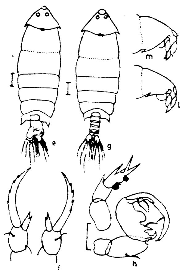Species Pontella diagonalis - Plate 3 of morphological figures