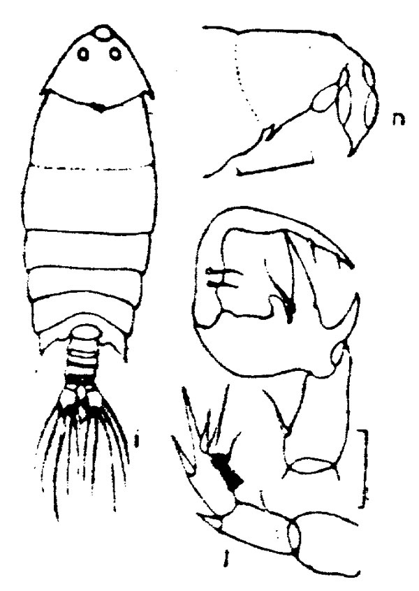 Species Pontella securifer - Plate 4 of morphological figures
