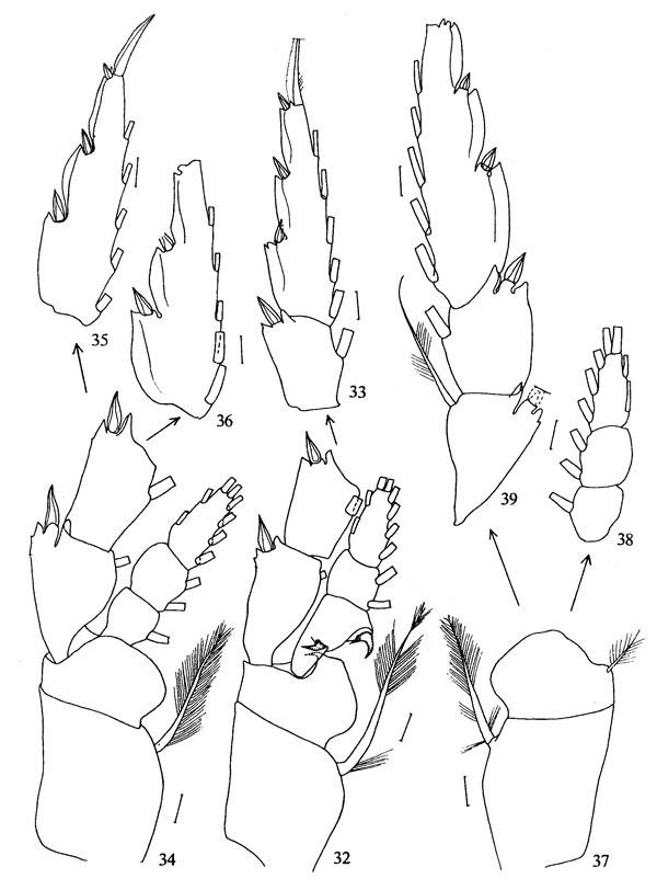 Species Metridia ferrarii - Plate 3 of morphological figures