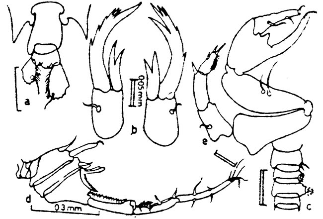 Espèce Pontellopsis krameri - Planche 2 de figures morphologiques