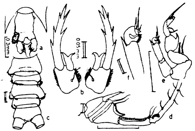 Espèce Pontellopsis villosa - Planche 9 de figures morphologiques