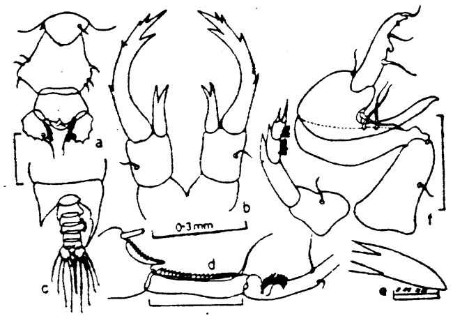 Espce Pontellopsis regalis - Planche 8 de figures morphologiques