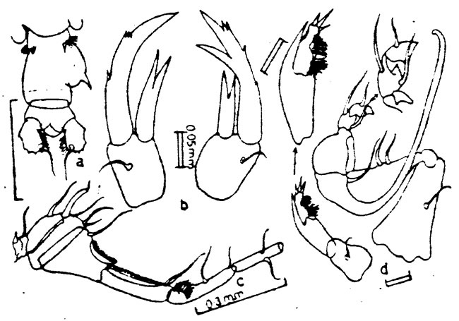 Species Pontellopsis macronyx - Plate 5 of morphological figures