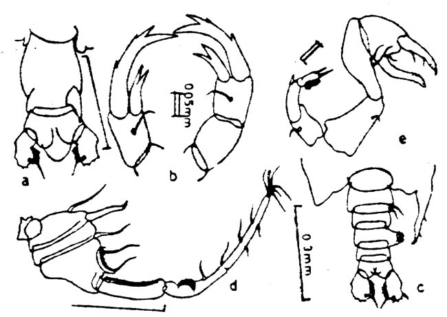 Species Pontellopsis herdmani - Plate 3 of morphological figures