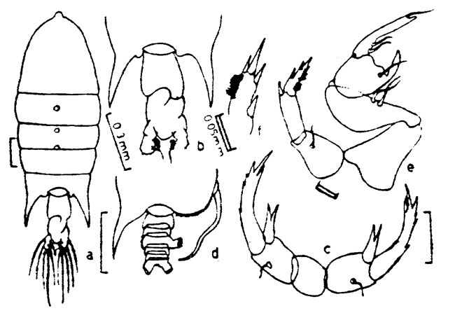Espèce Pontellopsis armata - Planche 2 de figures morphologiques