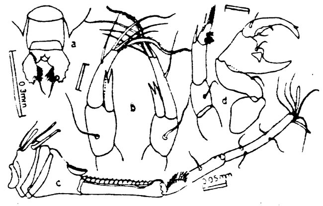 Espèce Pontellina plumata - Planche 7 de figures morphologiques