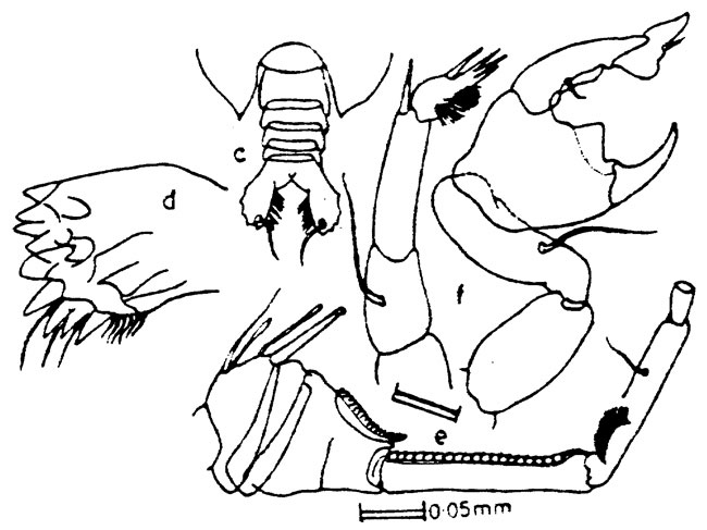 Species Pontellina morii - Plate 2 of morphological figures