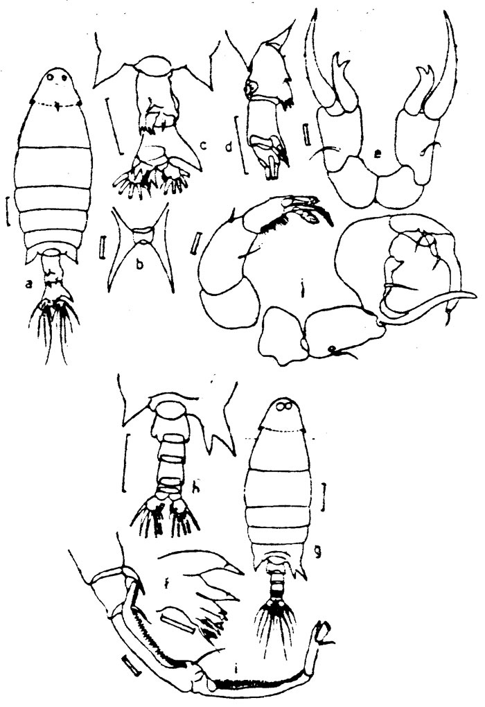 Species Labidocera stylifera - Plate 2 of morphological figures