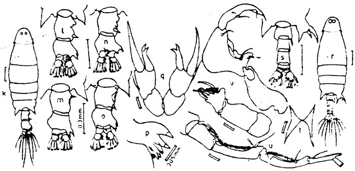 Espèce Labidocera gallensis - Planche 1 de figures morphologiques