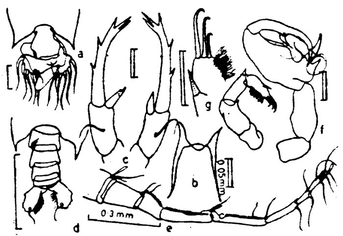 Species Labidocera bataviae - Plate 3 of morphological figures