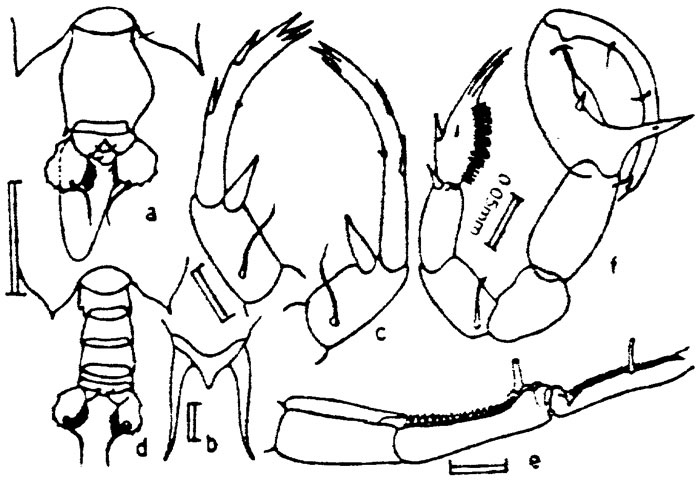 Species Labidocera madurae - Plate 3 of morphological figures