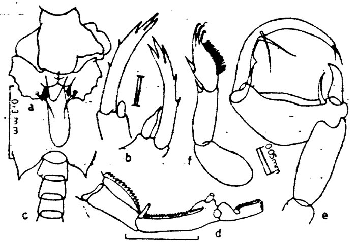Espèce Labidocera pavo - Planche 5 de figures morphologiques