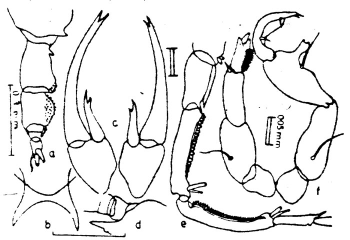 Species Labidocera minuta - Plate 3 of morphological figures