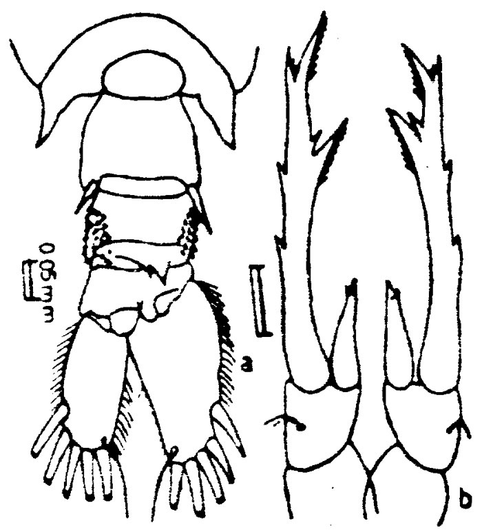 Species Labidocera laevidentata - Plate 3 of morphological figures