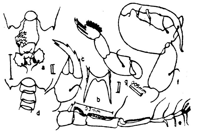Species Labidocera detruncata - Plate 3 of morphological figures