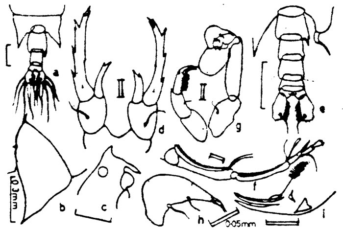 Species Labidocera acuta - Plate 3 of morphological figures