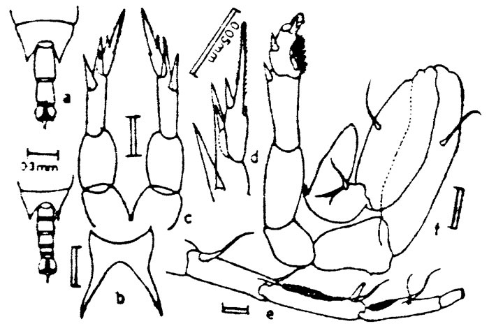Espèce Calanopia thompsoni - Planche 4 de figures morphologiques