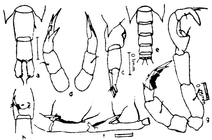 Species Calanopia media - Plate 1 of morphological figures