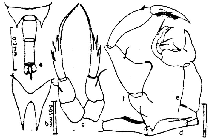 Espce Calanopia aurivilli - Planche 2 de figures morphologiques