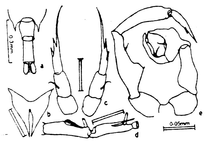 Espce Calanopia minor - Planche 4 de figures morphologiques