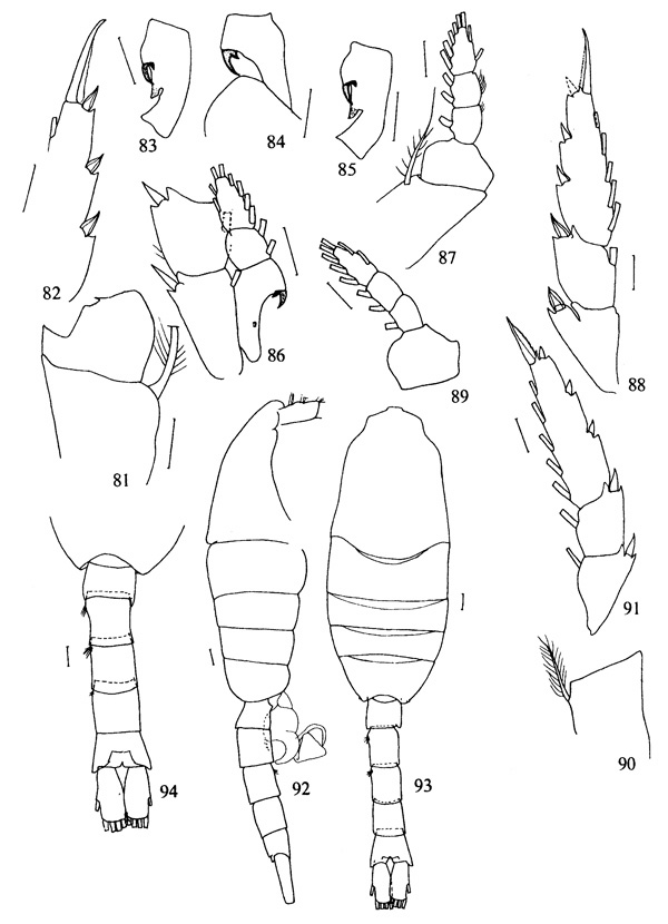 Espce Metridia pseudoasymmetrica - Planche 2 de figures morphologiques
