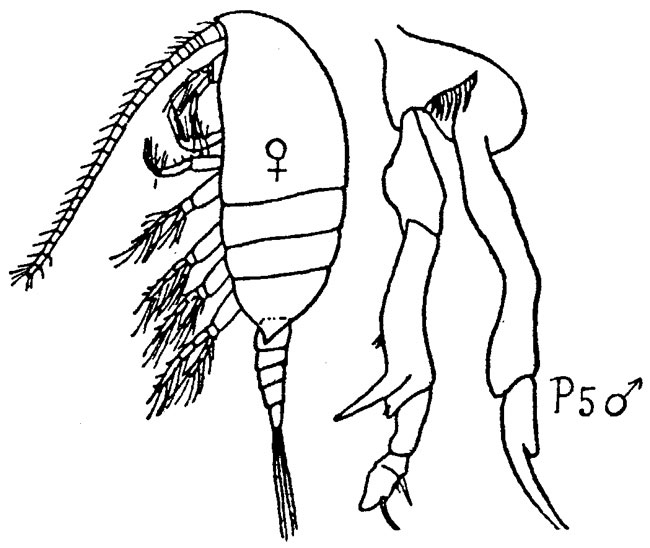 Species Diaixis pygmaea - Plate 1 of morphological figures