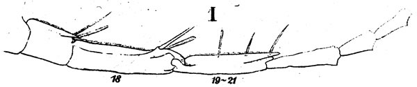 Espce Labidocera nerii - Planche 3 de figures morphologiques