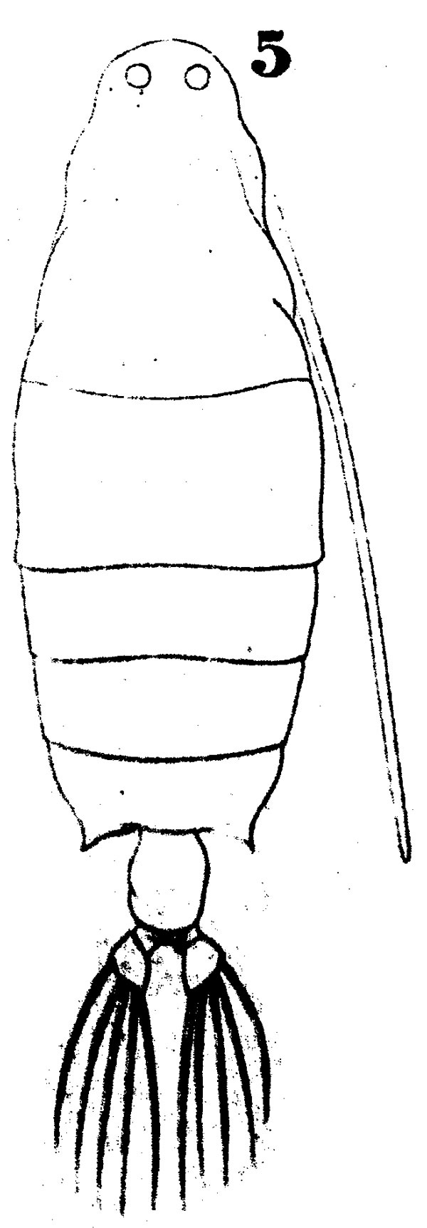 Espce Labidocera nerii - Planche 1 de figures morphologiques