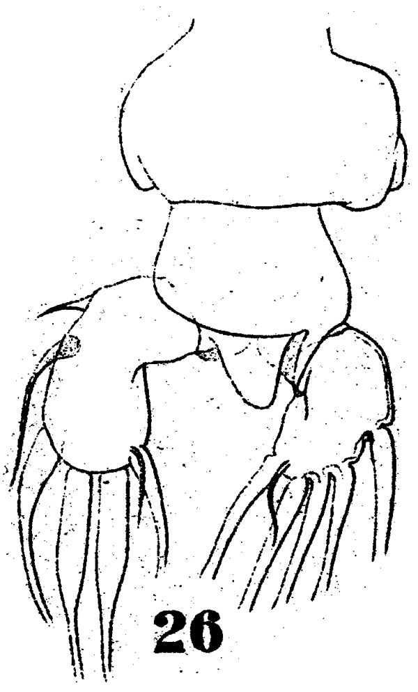 Species Labidocera acutifrons - Plate 5 of morphological figures