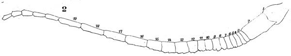 Species Labidocera acutifrons - Plate 8 of morphological figures