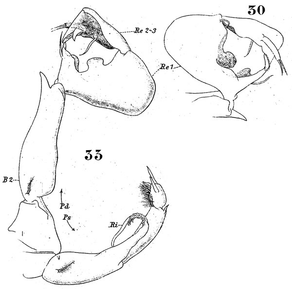Species Labidocera acutifrons - Plate 10 of morphological figures