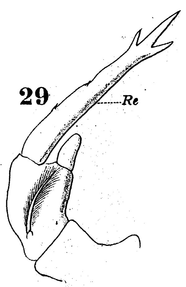 Espce Labidocera nerii - Planche 5 de figures morphologiques