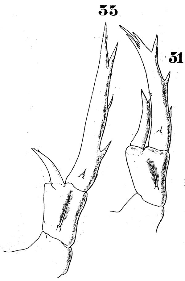 Species Labidocera acuta - Plate 6 of morphological figures