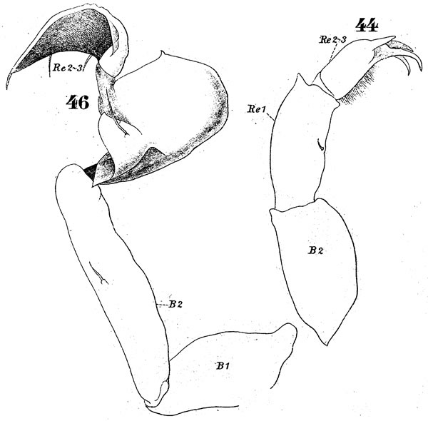 Espce Labidocera acuta - Planche 9 de figures morphologiques