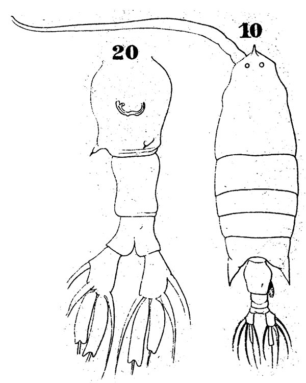Species Labidocera acuta - Plate 4 of morphological figures