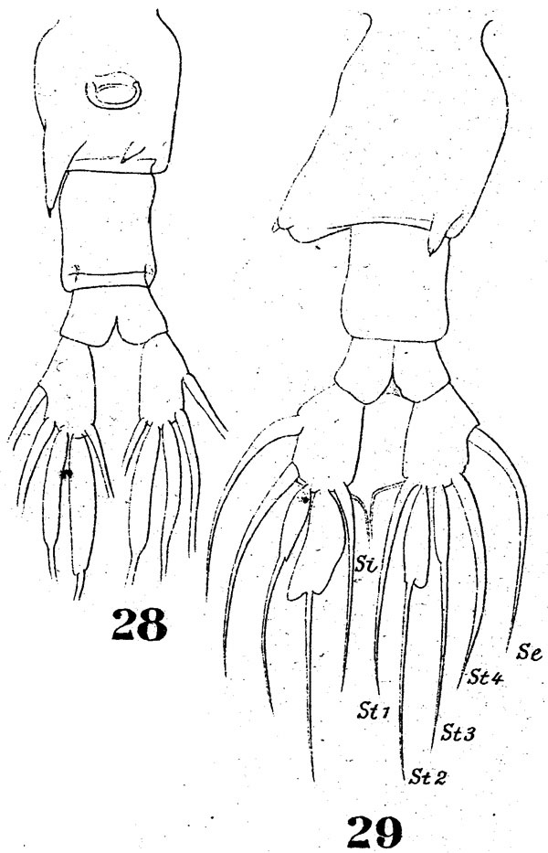 Species Labidocera acuta - Plate 5 of morphological figures
