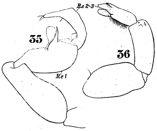 Species Labidocera minuta - Plate 8 of morphological figures